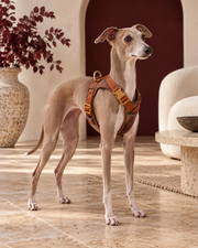 Italian Greyhound wearing the cinnamon-brown mesh harness