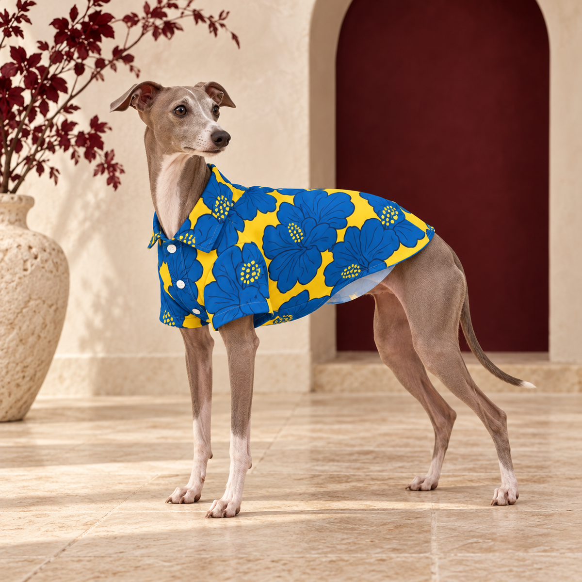 Italian Greyhound wearing the blue and yellow Hawaiian shirt