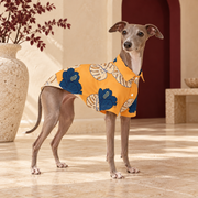Italian Greyhound wearing the orange Hawaiian shirt