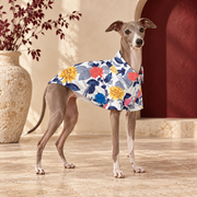 Italian Greyhound wearing the multicolour floral Hawaiian shirt