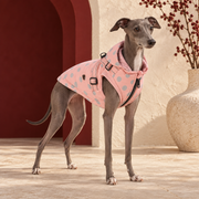 Cute Polka Dot Jacket for Dogs with Leash D Ring – Italian Greyhound in the Iggy Grey interior