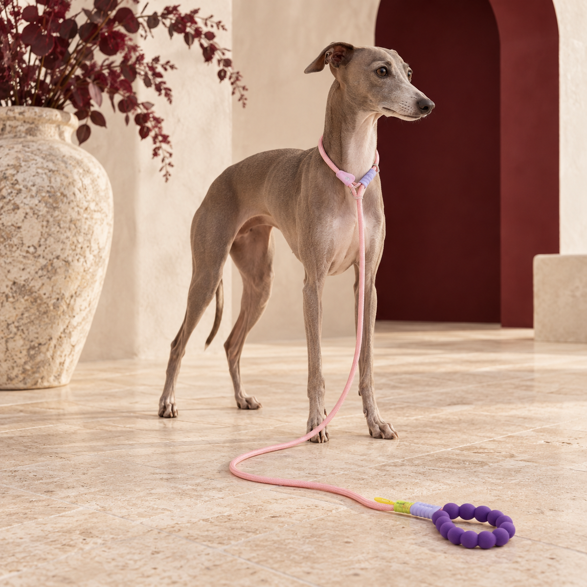 Italian Greyhound with the pink rope leash and purple beaded handle