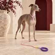 Italian Greyhound with the pink rope leash and purple beaded handle