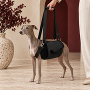 Italian Greyhound wearing the black full-body support sling