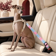 Italian Greyhound wearing the black lift-support harness