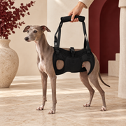 Italian Greyhound wearing the pink rain jumpsuit and paw covers