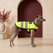 Iggy Reflective Safety Vest for Walking and Running – Italian Greyhound in the Iggy Grey interior
