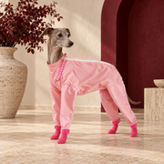 Italian Greyhound with the pastel car-seat tether clipped to a harness