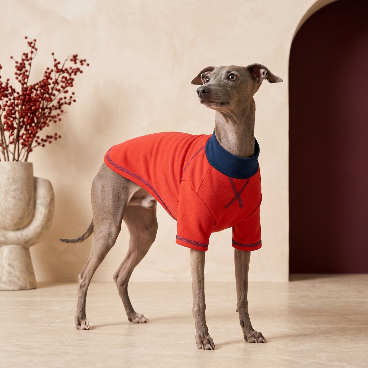 Iggy Summer Sweatshirt for Small to Medium Breeds – Italian Greyhound in the Iggy Grey interior