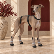 Italian Greyhound with the pink waist-belt hands-free leash