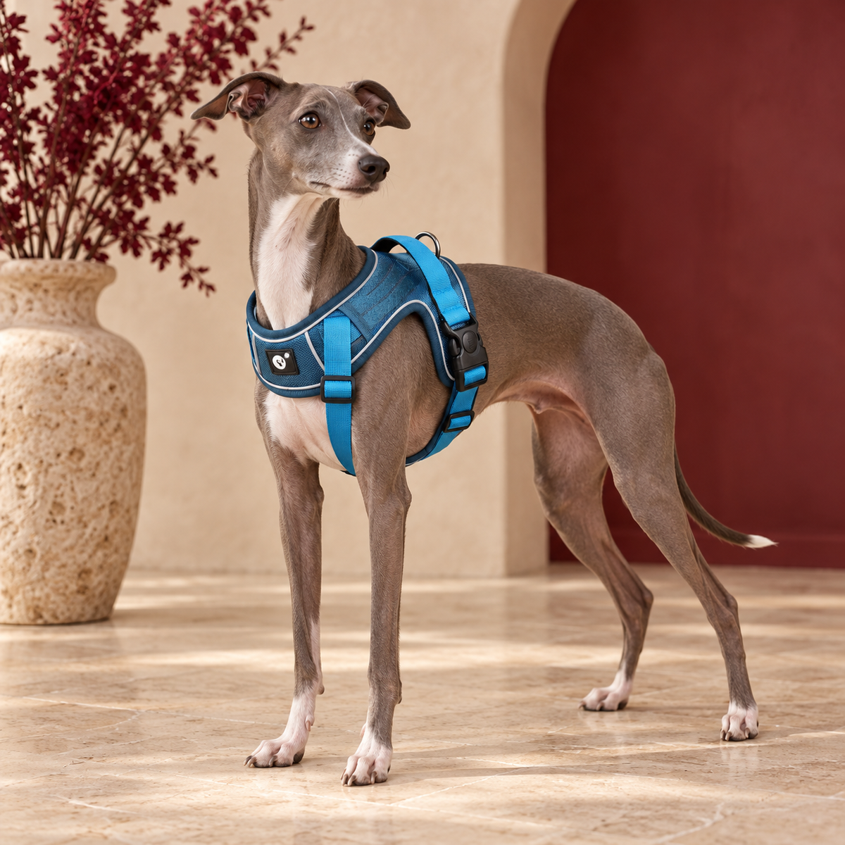 Italian Greyhound wearing the blue mesh-panel harness