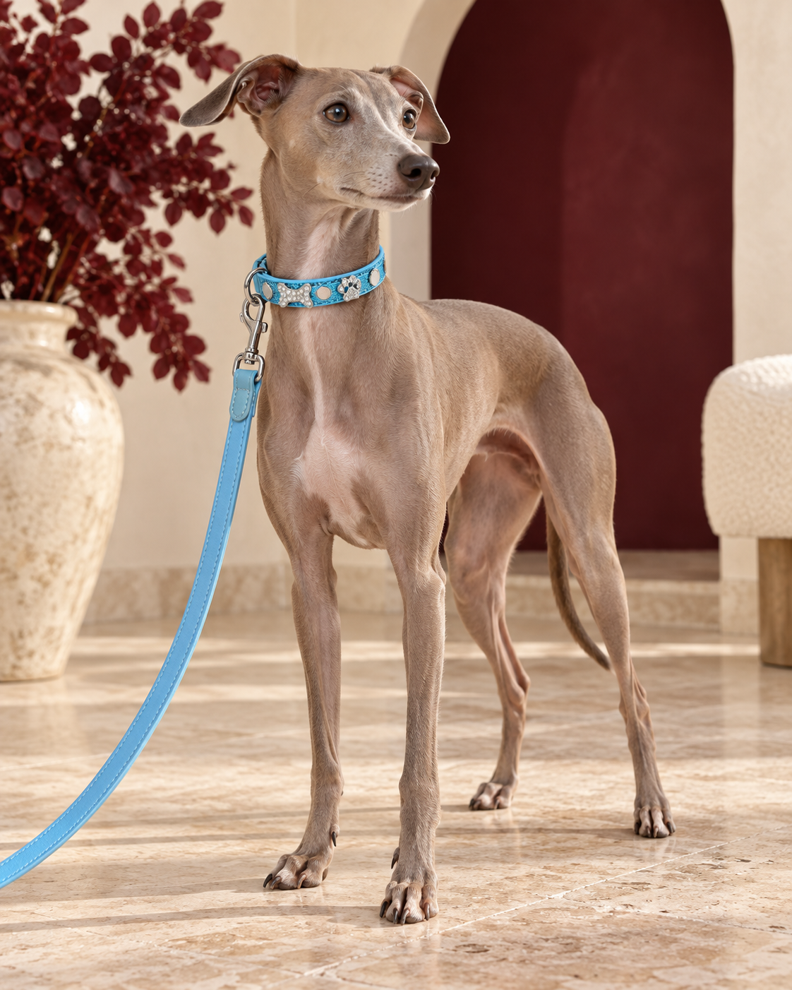 Italian Greyhound wearing the blue glitter collar with matching leash; personalization varies