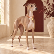 Italian Greyhound wearing the rose-gold Cuban-link dog collar