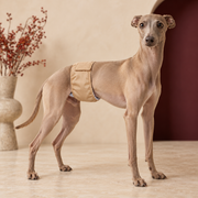 Italian Greyhound wearing a beige belly band