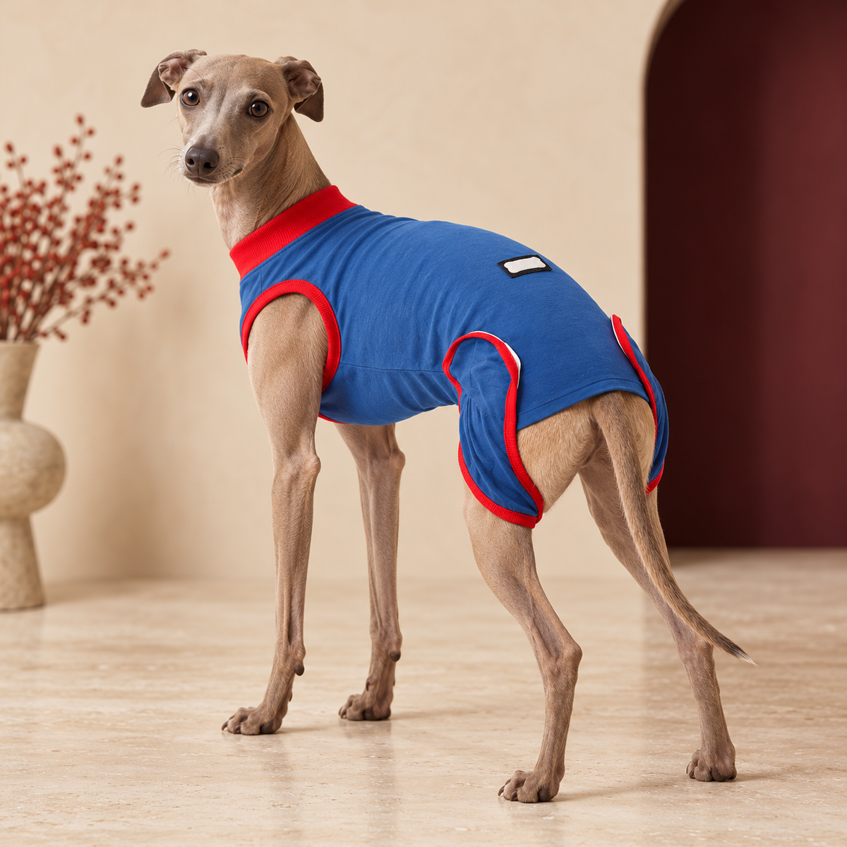 Italian Greyhound wearing a blue recovery suit with red trim