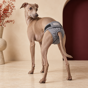 Italian Greyhound wearing gray hygiene pants