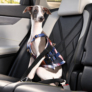 Italian Greyhound secured in rear car seat with unbranded car tether
