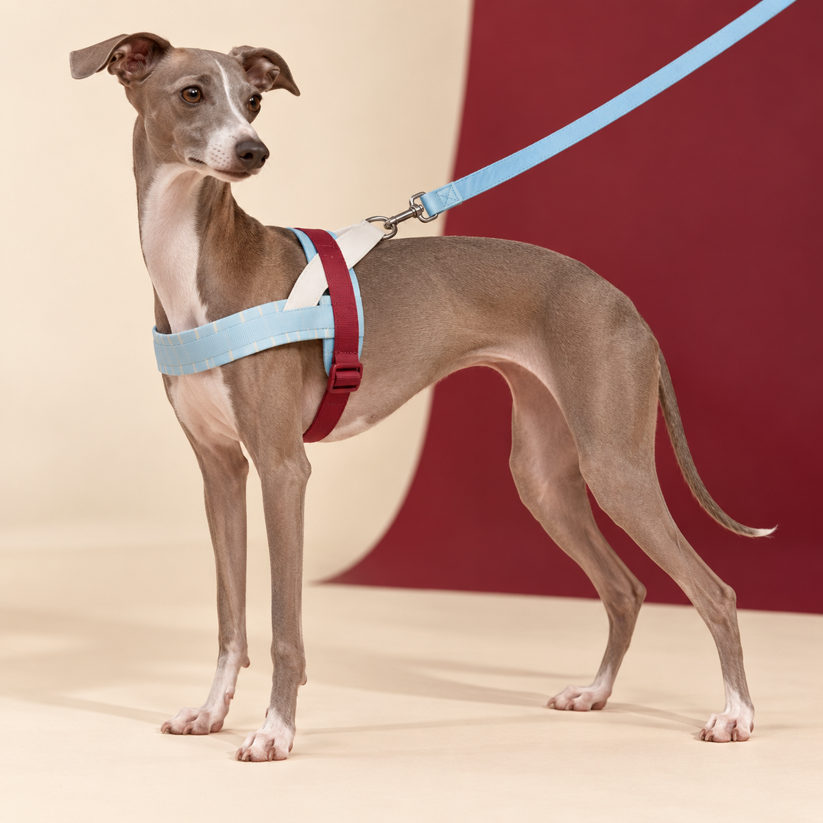 Italian Greyhound wearing the pale blue and burgundy Mist Merlot harness