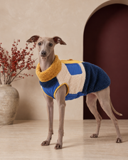 Italian Greyhound wearing the colorblock sherpa dog vest in yellow