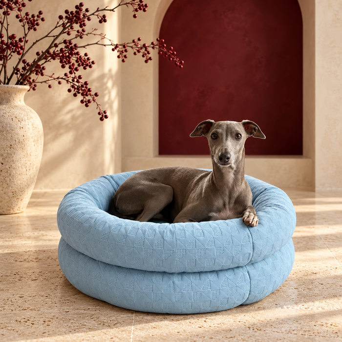 Italian Greyhound in Sky Blue cooling bed