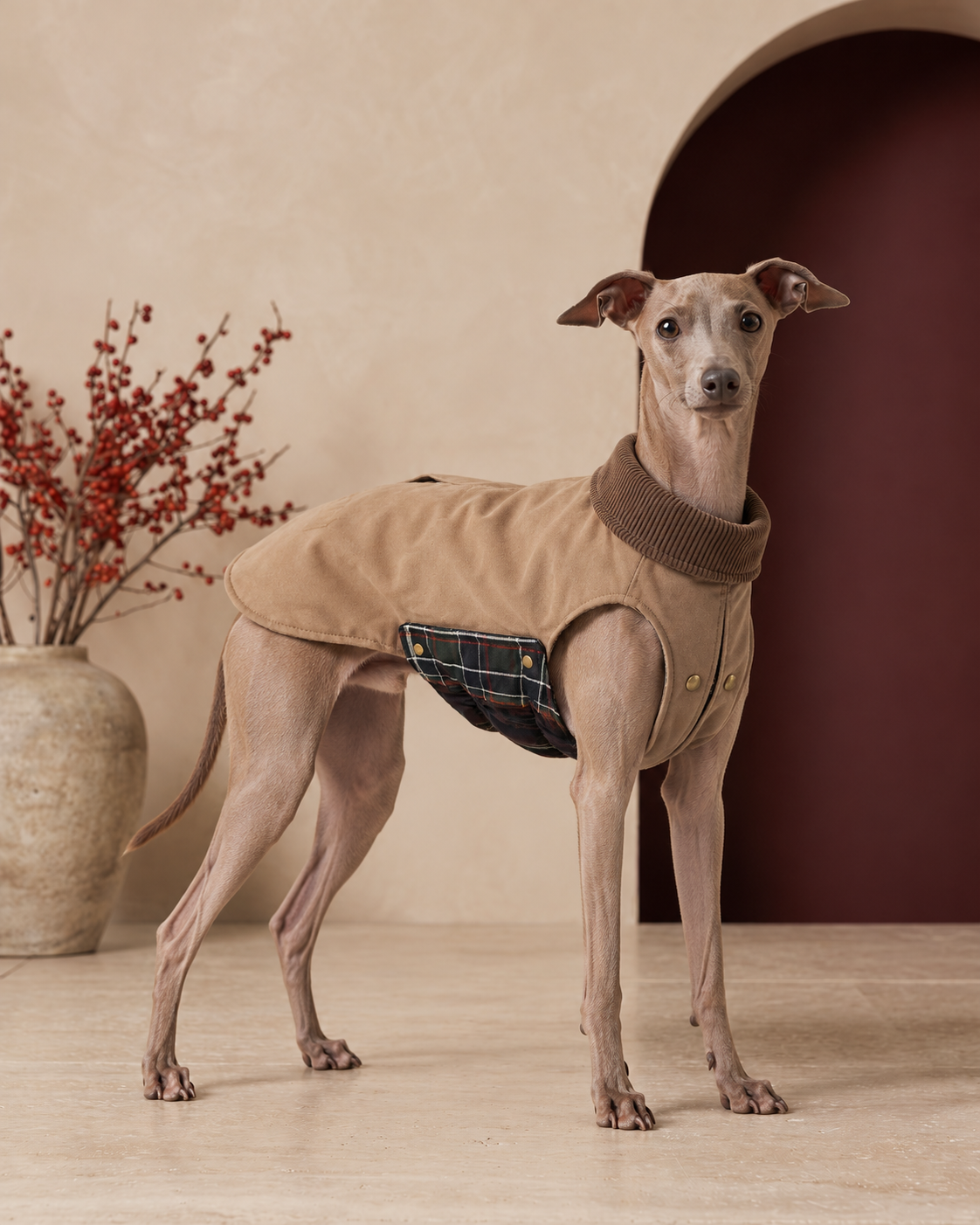 Italian Greyhound wearing the country barn dog jacket in khaki