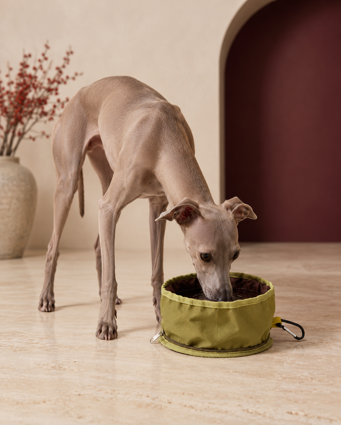 Italian Greyhound drinking from the foldaway fabric travel bowl, Green