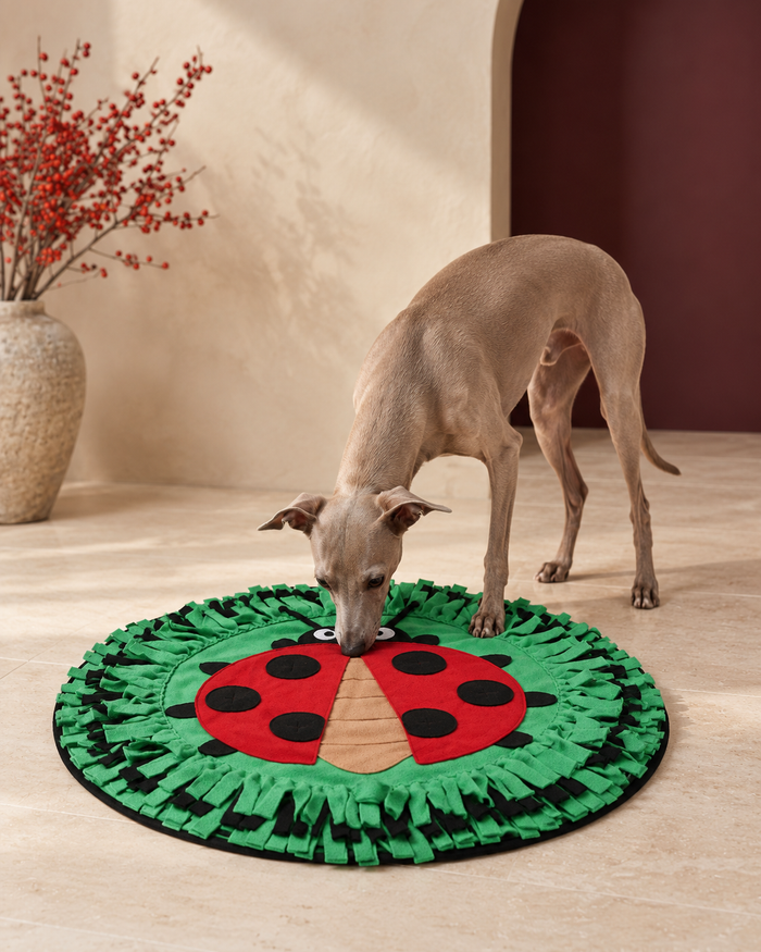 Italian Greyhound sniffing the garden friends snuffle mat, Green Ladybird