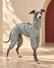 Adjustable-Neck Four-Leg Iggy Rain Suit, worn by an Italian Greyhound