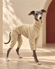 Sand Fleece Four-Leg Iggy Suit in Beige, worn by an Italian Greyhound