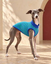 Teal Stripe Sleeveless Iggy Top in Teal Blue, worn by an Italian Greyhound