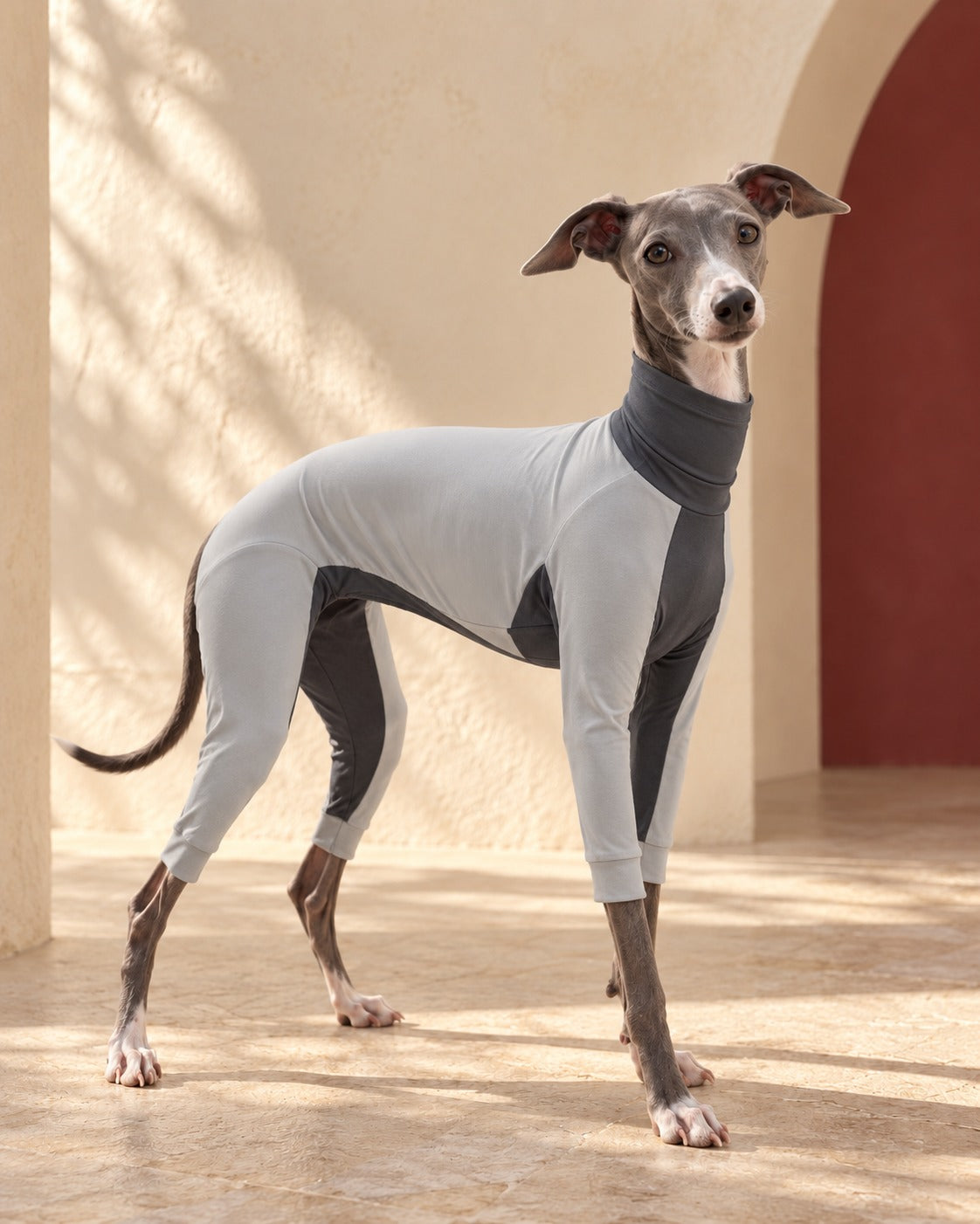 Lightweight Four-Leg Iggy Summer Suit in Light Grey, worn by an Italian Greyhound