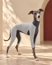 Lightweight Four-Leg Iggy Summer Suit in Light Grey, worn by an Italian Greyhound