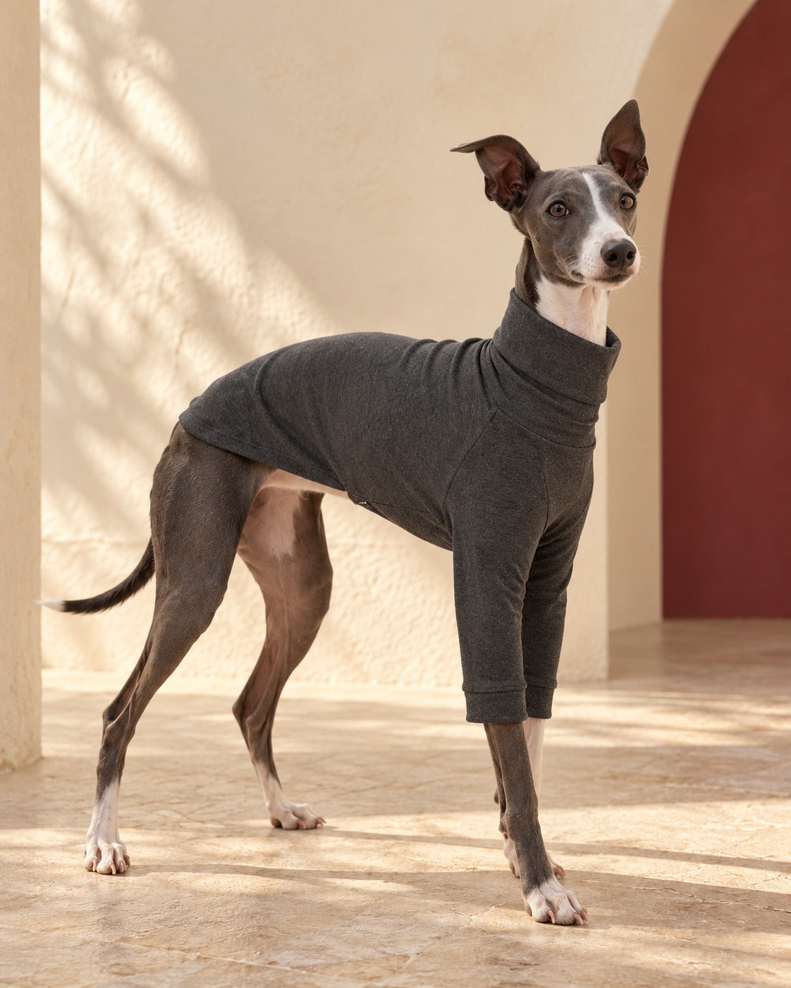 Cotton Iggy Turtleneck Shirt in Shadow Grey, worn by an Italian Greyhound