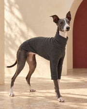 Cotton Iggy Turtleneck Shirt in Shadow Grey, worn by an Italian Greyhound