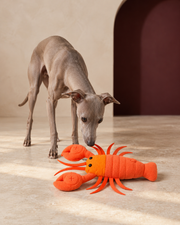 Italian Greyhound sniffing the lobster snuffle dog toy in orange