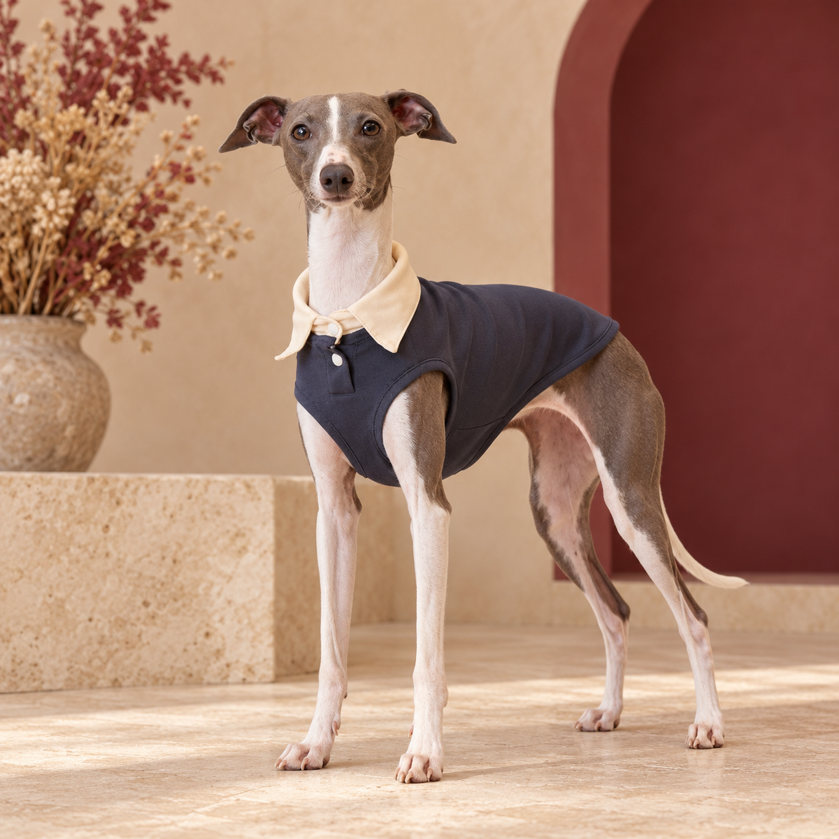 Italian Greyhound wearing the navy blue sleeveless polo