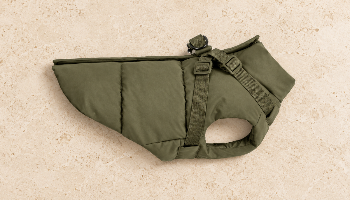 Olive Green padded Italian Greyhound coat with built-in harness, product view