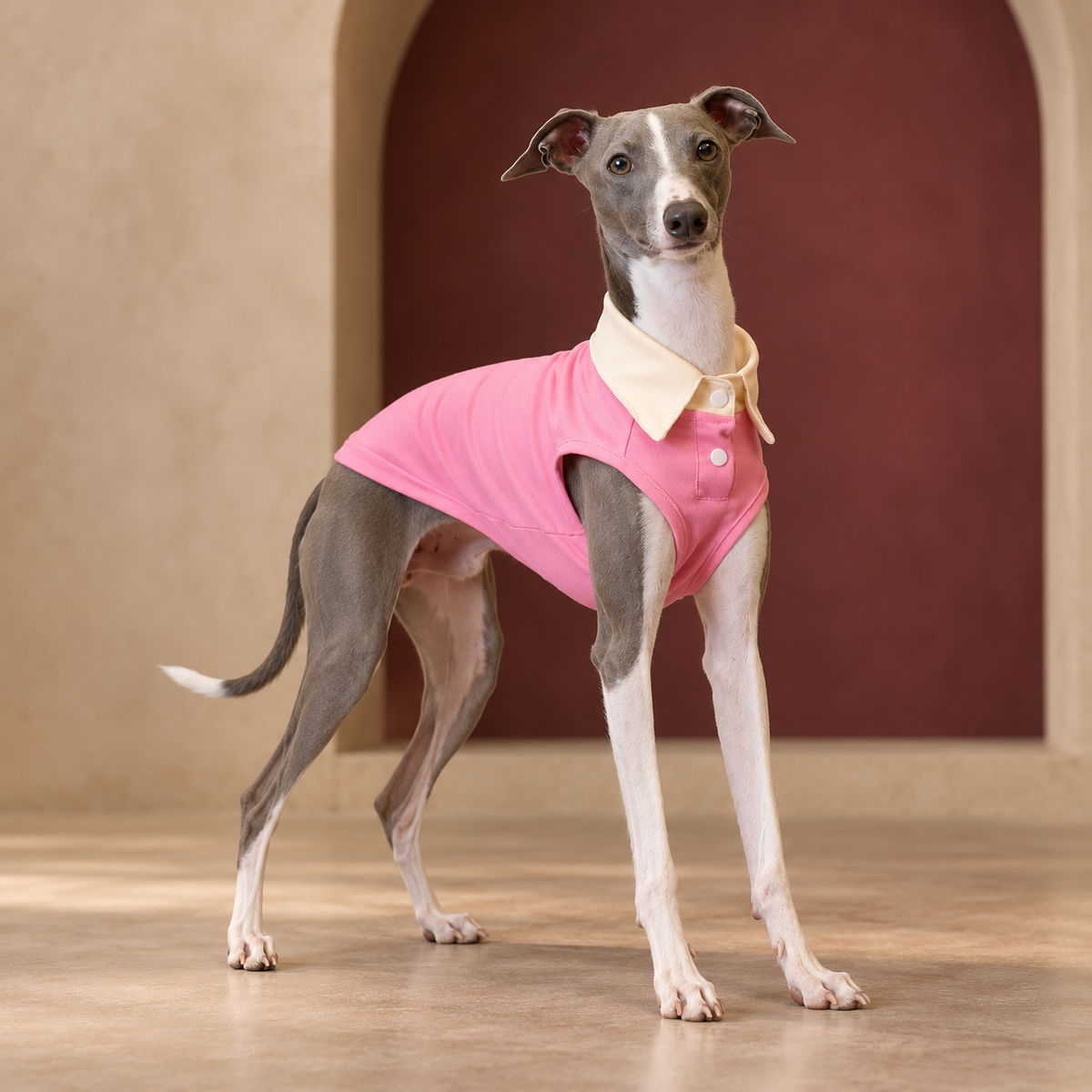 Italian Greyhound wearing the pink sleeveless polo