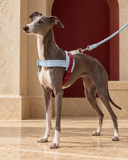 Italian Greyhound wearing blue and burgundy quick-fit harness