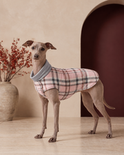 Italian Greyhound wearing the reversible plaid dog coat in pink
