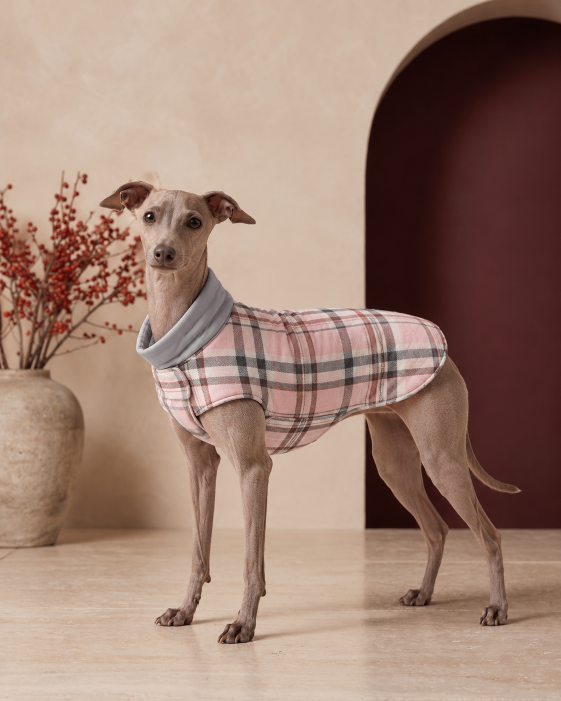 Italian Greyhound wearing the reversible plaid dog coat in pink