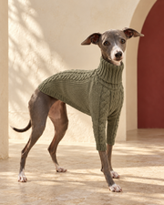 Italian Greyhound wearing the sage grey cable knit turtleneck sweater
