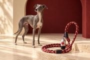 Italian Greyhound beside a red track-pattern rope dog leash