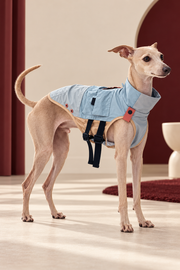 Italian Greyhound wearing sea-salt blue lightweight utility vest