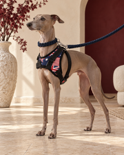 Italian Greyhound wearing the Union Jack harness with navy leash