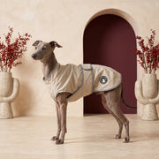 Blue Italian Greyhound wearing the heavy-duty outdoor Iggy coat in the Iggy Grey living room
