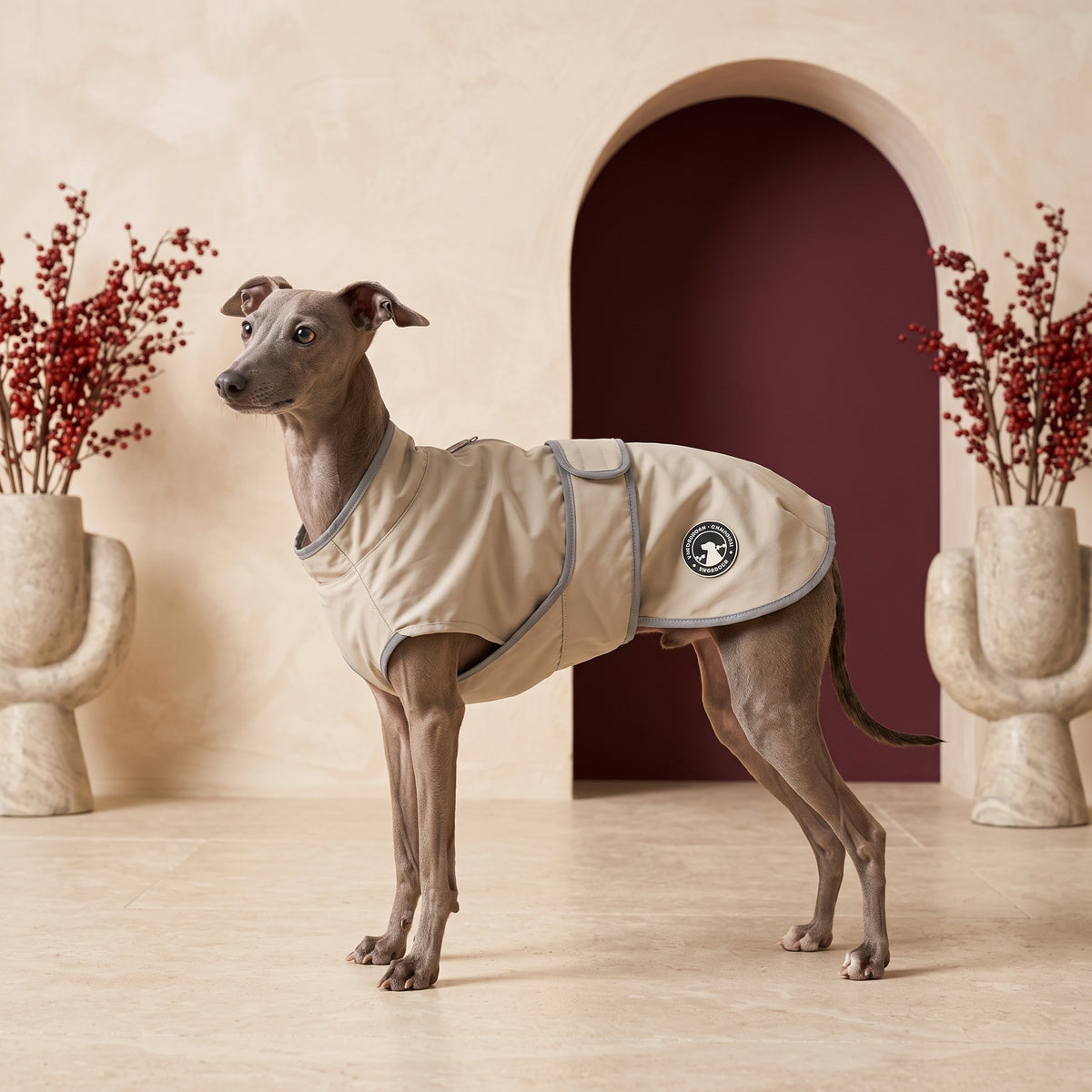 Blue Italian Greyhound wearing the heavy-duty outdoor Iggy coat in the Iggy Grey living room