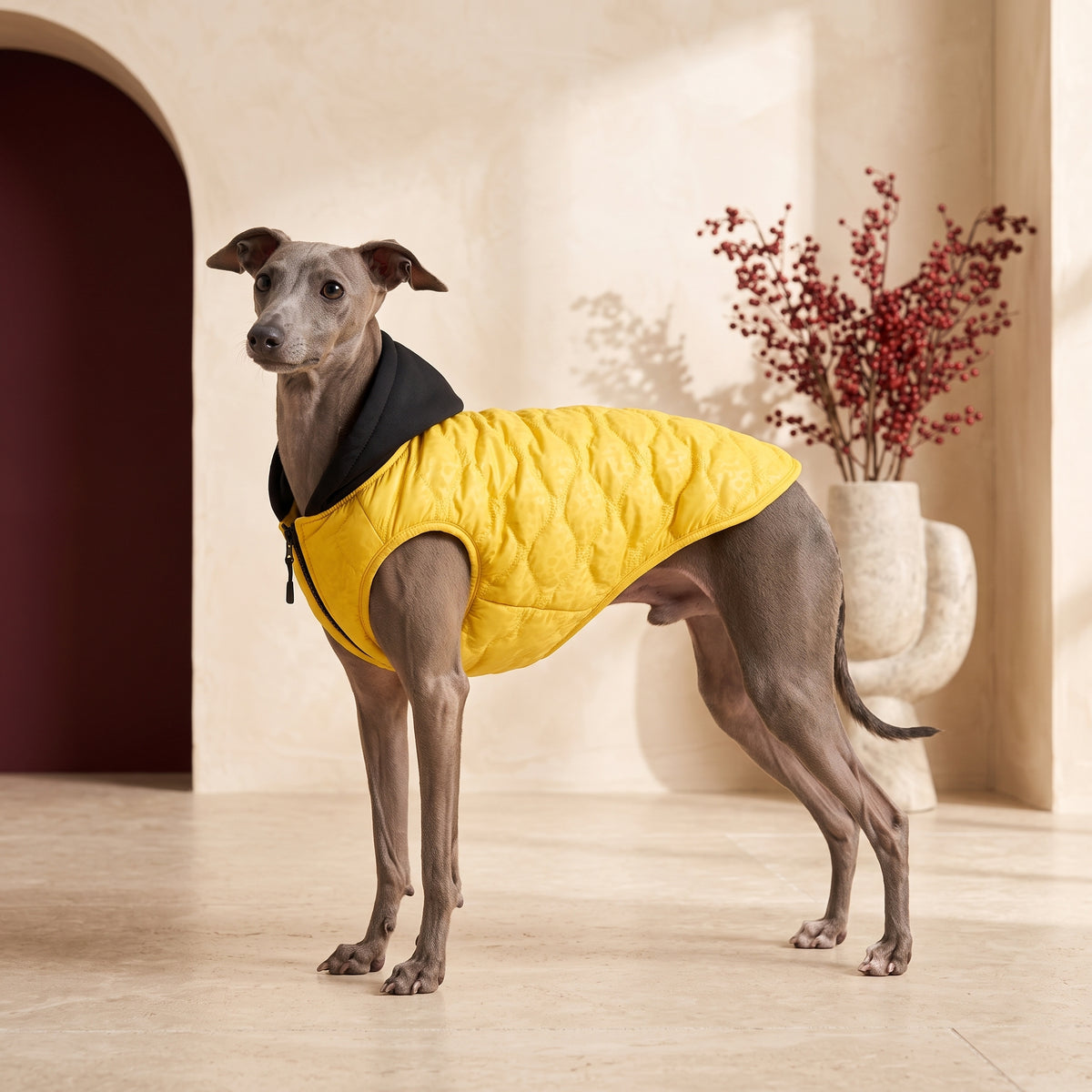 Spot Embossed Hooded Iggy Coat – Italian Greyhound in the Iggy Grey interior