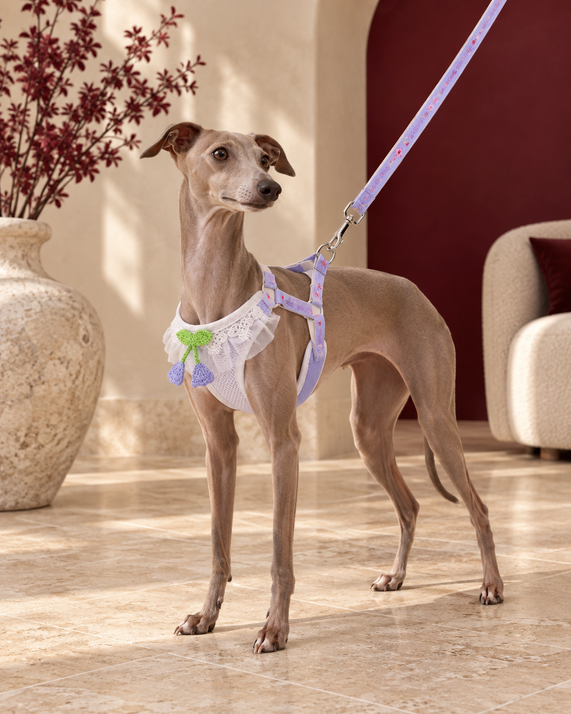 Italian Greyhound wearing the lavender floral lace harness and leash