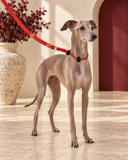 Italian Greyhound with the red two-in-one slip leash and collar